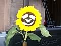 Message On Sunflower